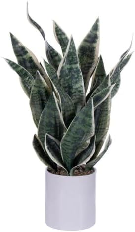 Vickerman Green Snake Plant in Ceramic Pot