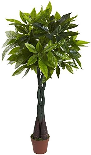 Money Plant with Real Touch