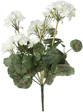 20 White Geranium Bush 4 Pieces