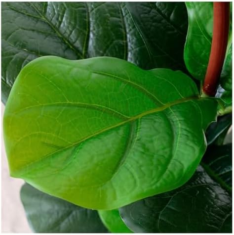 Realistic Indoor Artificial Tree with Green Leaves