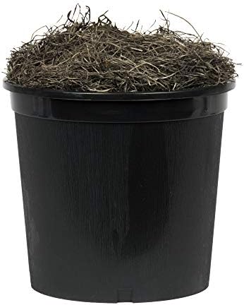 Vickerman 4 Golden Aspen Bush