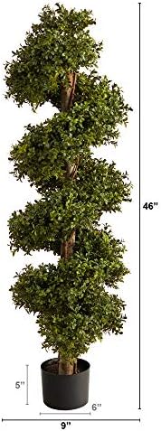 Spiral Boxwood Topiary Living Accent for Your Space