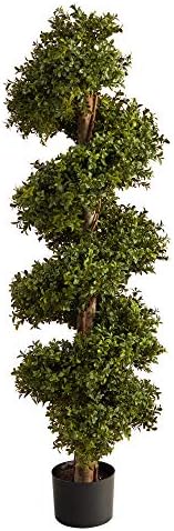 Spiral Boxwood Topiary Living Accent for Your Space