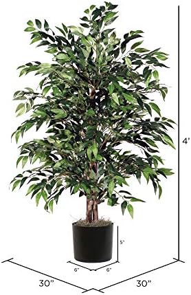 4 Vickerman Green Smilax Bush in Black Plastic Pot