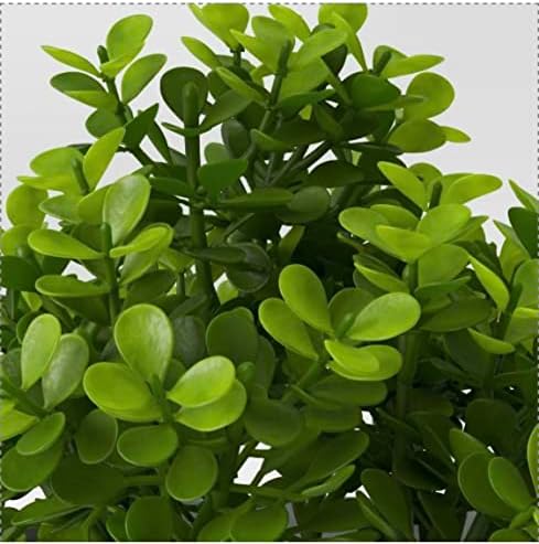 Perfectly Planted Threshold Boxwood