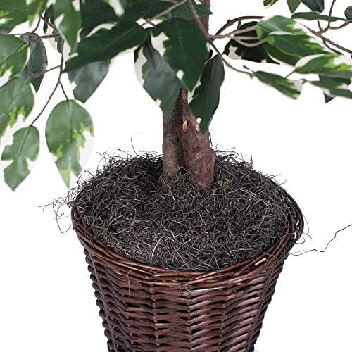 Magnificent Handcrafted Artificial Variegated Ficus Bush with Real Wood Trunks from the USA