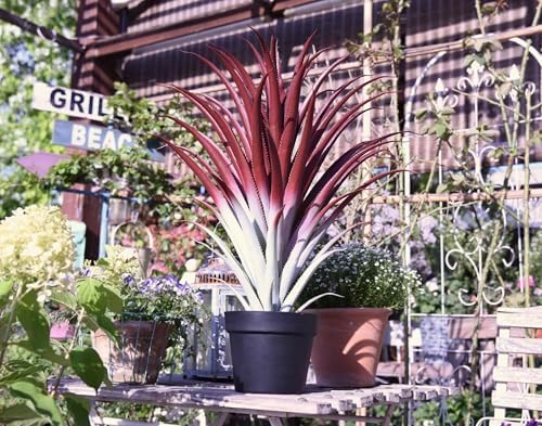 Stunning 26 Realistic Agave in Matte Black Pot