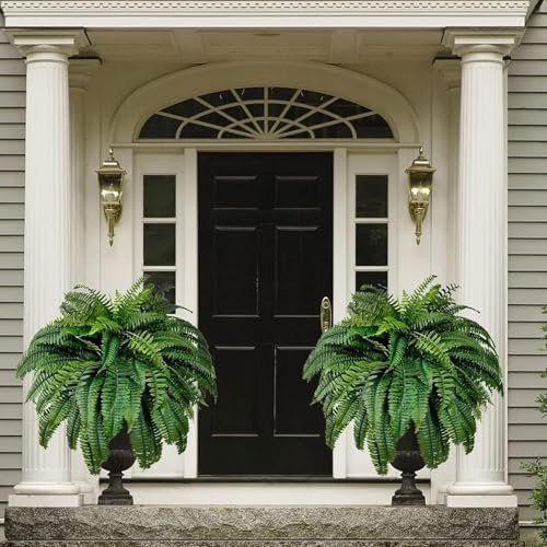 Thick-Looking Boston Ferns Outdoor