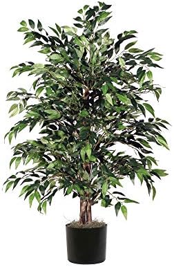4 Vickerman Green Smilax Bush in Black Plastic Pot