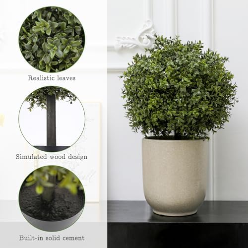V Chapes Boxwood Topiary 236 Height