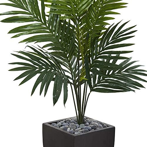 Natural Beauty 45ft Kentia Palm