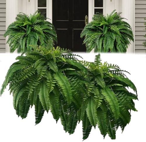 Thick-Looking Boston Ferns Outdoor
