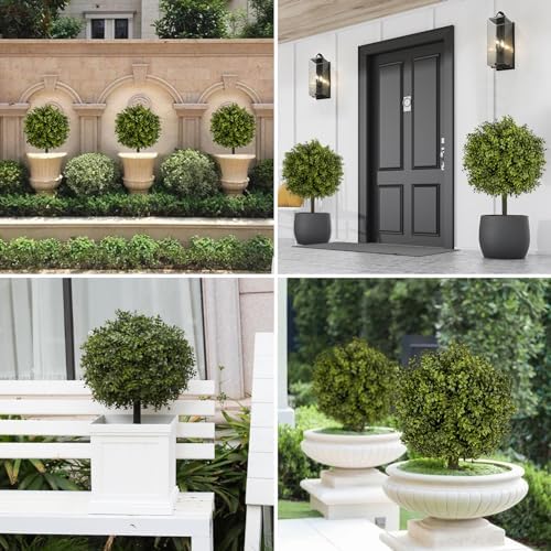 V Chapes Boxwood Topiary 236 Height