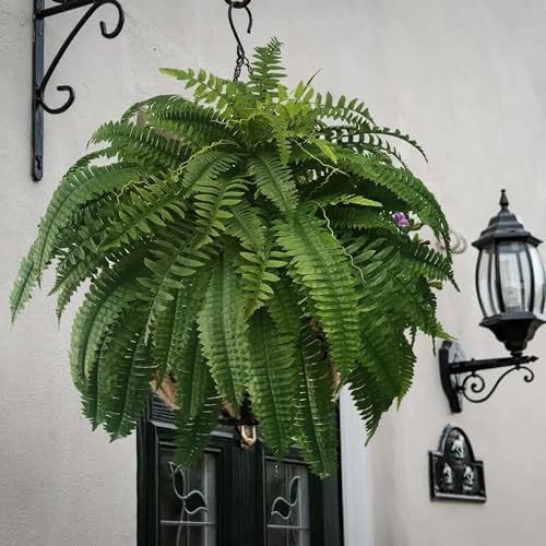 RJDJ Pinkgentle Ferns Arrangement for Outdoors