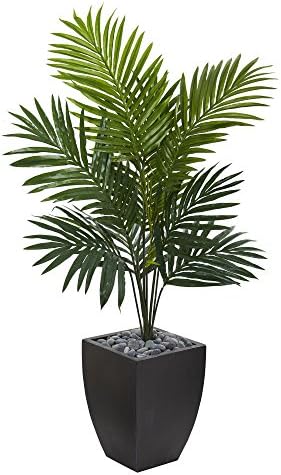 Natural Beauty 45ft Kentia Palm