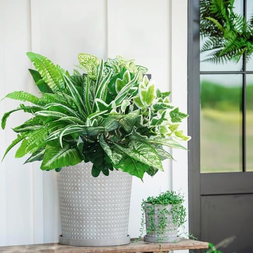 Bring Green to Your Outdoor Space
