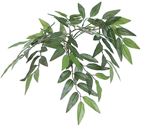 4 Vickerman Green Smilax Bush in Black Plastic Pot