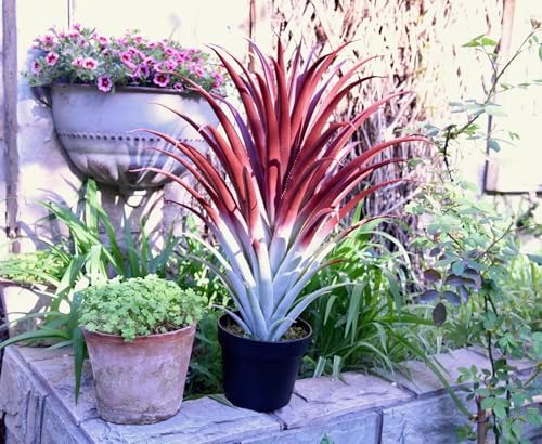 Stunning 26 Realistic Agave in Matte Black Pot