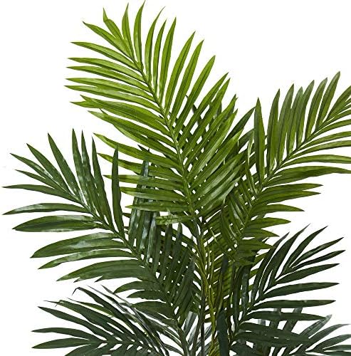Natural Beauty 45ft Kentia Palm